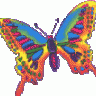 papillon20